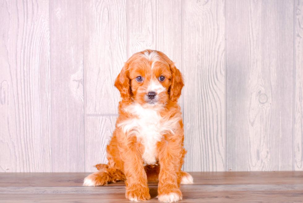 Cute Cavapoo Baby