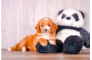 Cavapoo Pup Being Cute