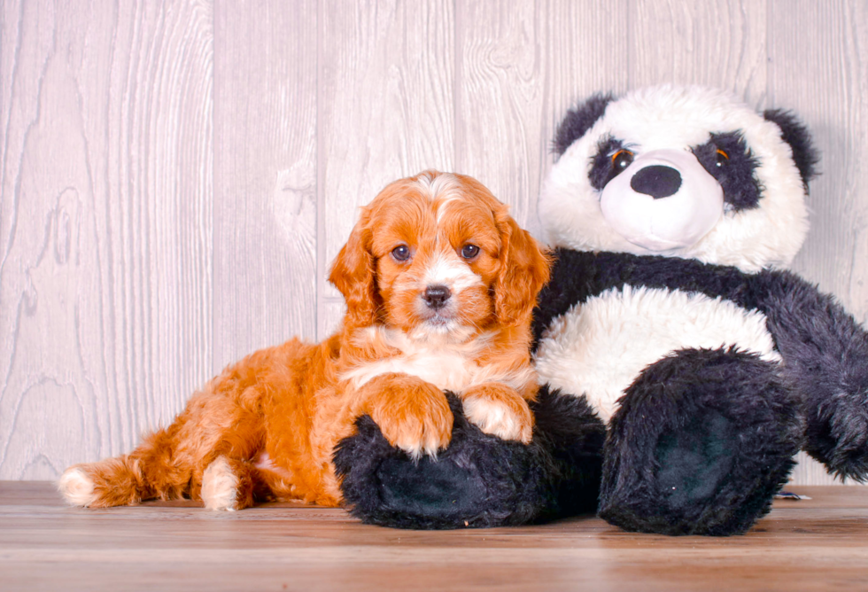 Cavapoo Pup Being Cute