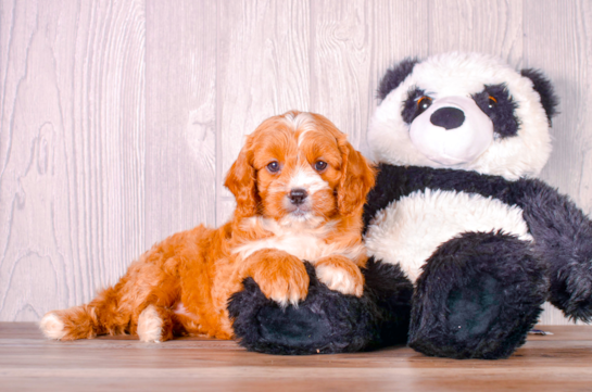Cavapoo Pup Being Cute