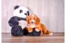Cute Cavipoo Poodle Mix Puppy