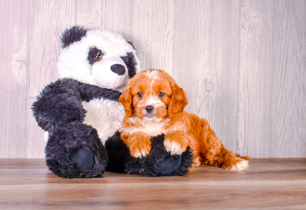 Cute Cavipoo Poodle Mix Puppy