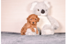 Cute Cavapoodle Poodle Mix Puppy