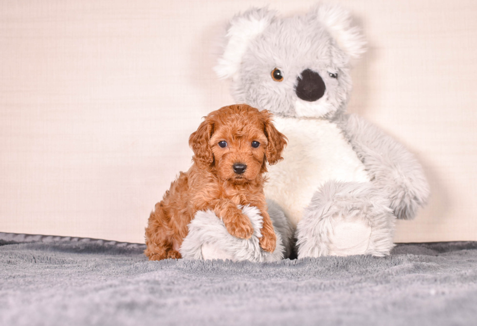 Cute Cavapoodle Poodle Mix Puppy