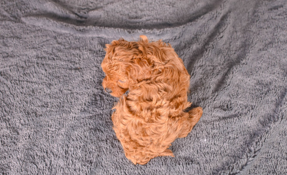 Cute Cavapoodle Poodle Mix Puppy