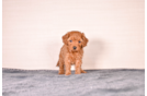 Cavapoo Puppy for Adoption
