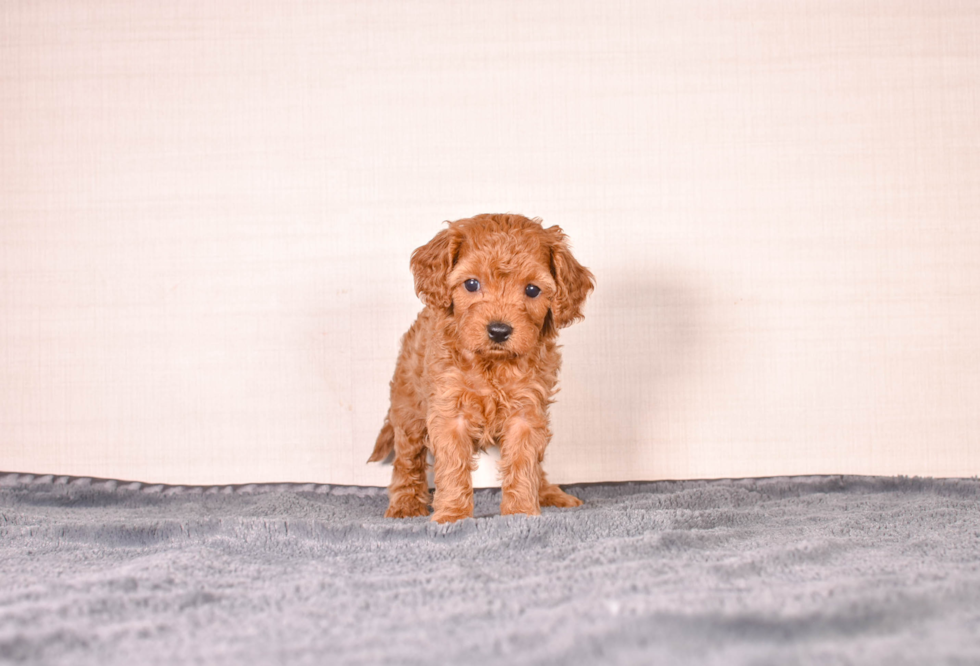 Cavapoo Puppy for Adoption