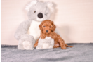 Cute Cavapoo Baby