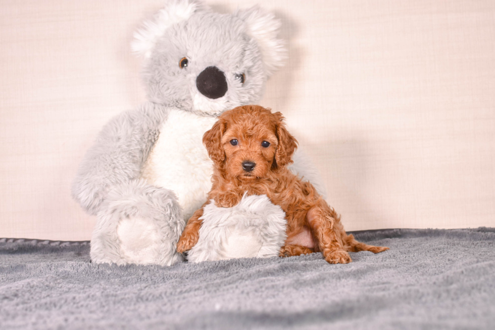 Cute Cavapoo Baby