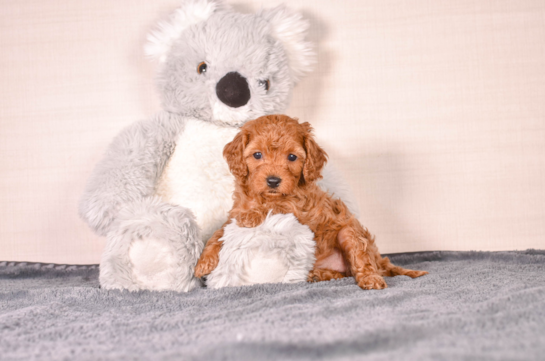 Cute Cavapoo Baby