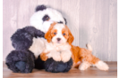 Cute Cavapoo Baby