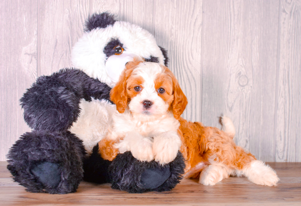 Cute Cavapoo Baby