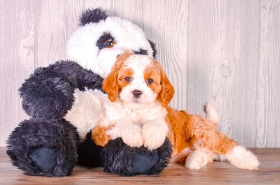 Cute Cavapoo Baby