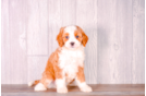 Cute Cavapoodle Poodle Mix Puppy