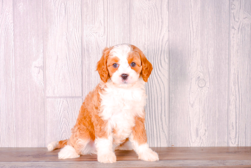 Cute Cavapoodle Poodle Mix Puppy