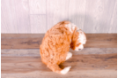 Cute Cavipoo Poodle Mix Puppy