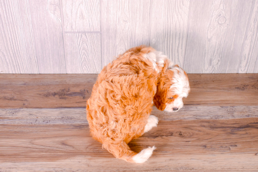 Cute Cavipoo Poodle Mix Puppy