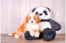 Cute Cavapoo Poodle Mix Pup