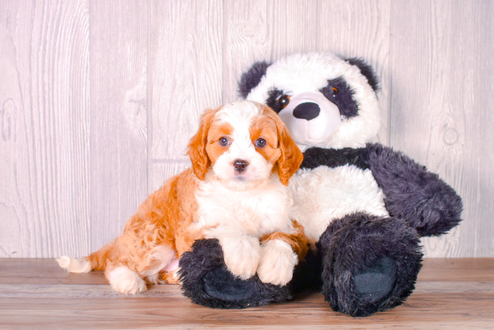 Cute Cavapoo Poodle Mix Pup
