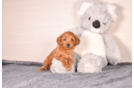 Cavapoo Pup Being Cute