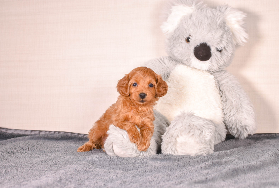 Cavapoo Pup Being Cute