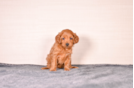 Cute Cavoodle Poodle Mix Puppy
