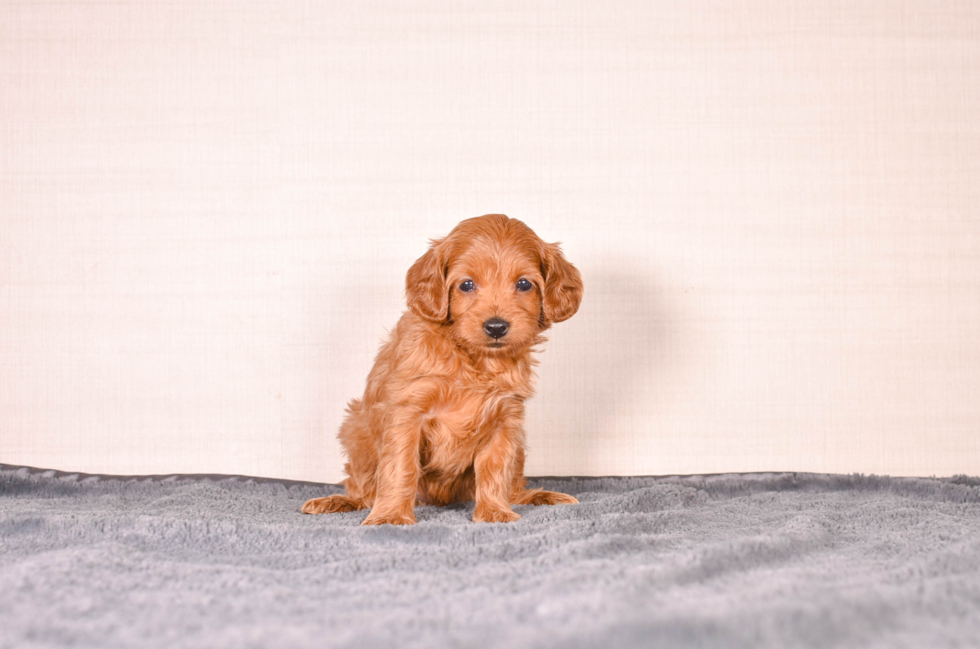 Cute Cavoodle Poodle Mix Puppy