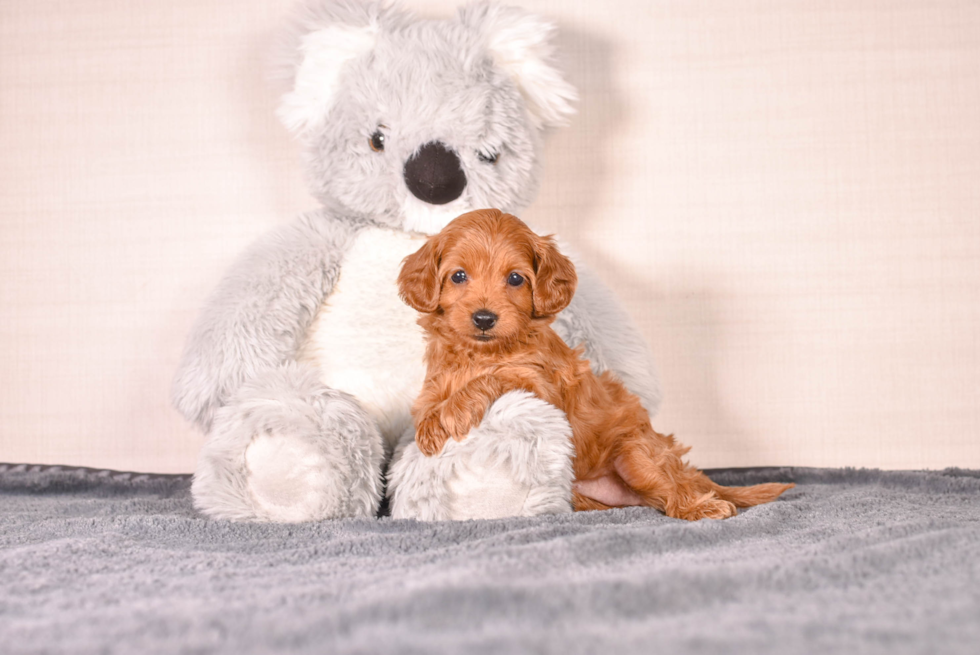 Best Cavapoo Baby