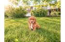 Best Cavapoo Baby