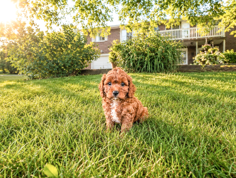 Best Cavapoo Baby