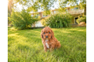 Cavapoo Puppy for Adoption
