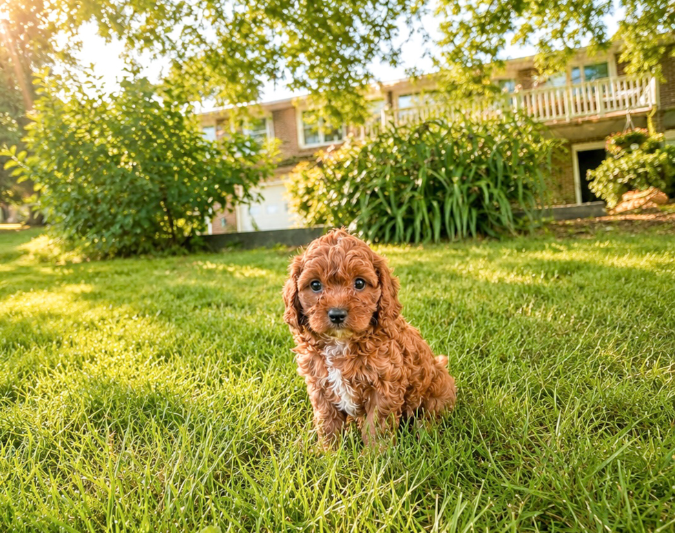 Cavapoo Puppy for Adoption