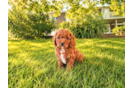 Best Cavapoo Baby