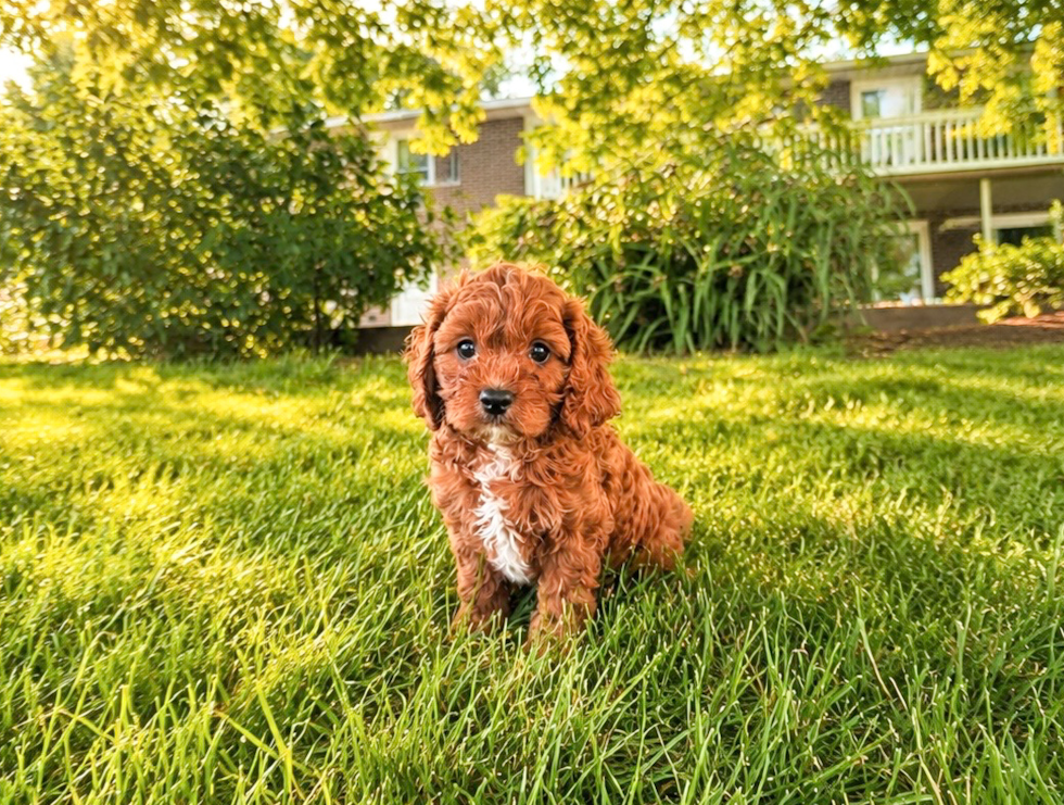 Best Cavapoo Baby