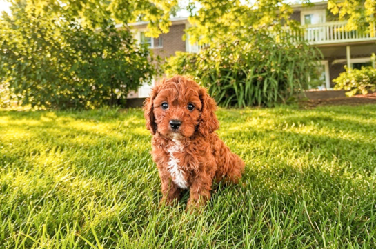 Best Cavapoo Baby