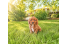 Cute Cavoodle Poodle Mix Puppy