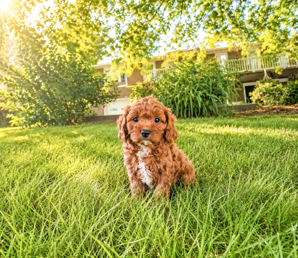 Cute Cavoodle Poodle Mix Puppy