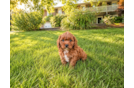 Best Cavapoo Baby