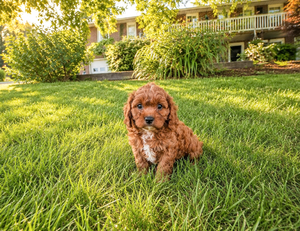 Best Cavapoo Baby