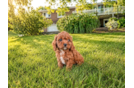 Cute Cavapoo Poodle Mix Pup