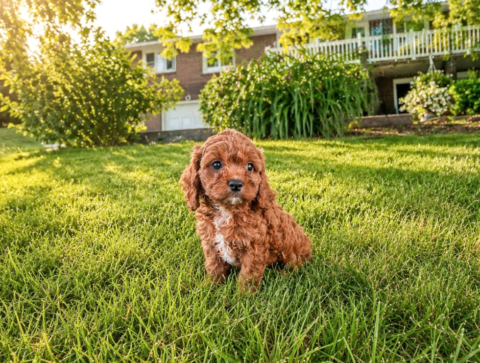 Cute Cavapoo Poodle Mix Pup