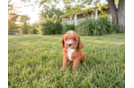 Cavapoo Puppy for Adoption