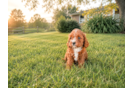Cute Cavapoo Poodle Mix Pup