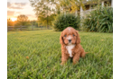 Cute Cavapoo Baby