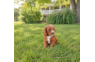 Cute Cavalier King Charles Spaniel and Poodle Mix Poodle Mix Puppy