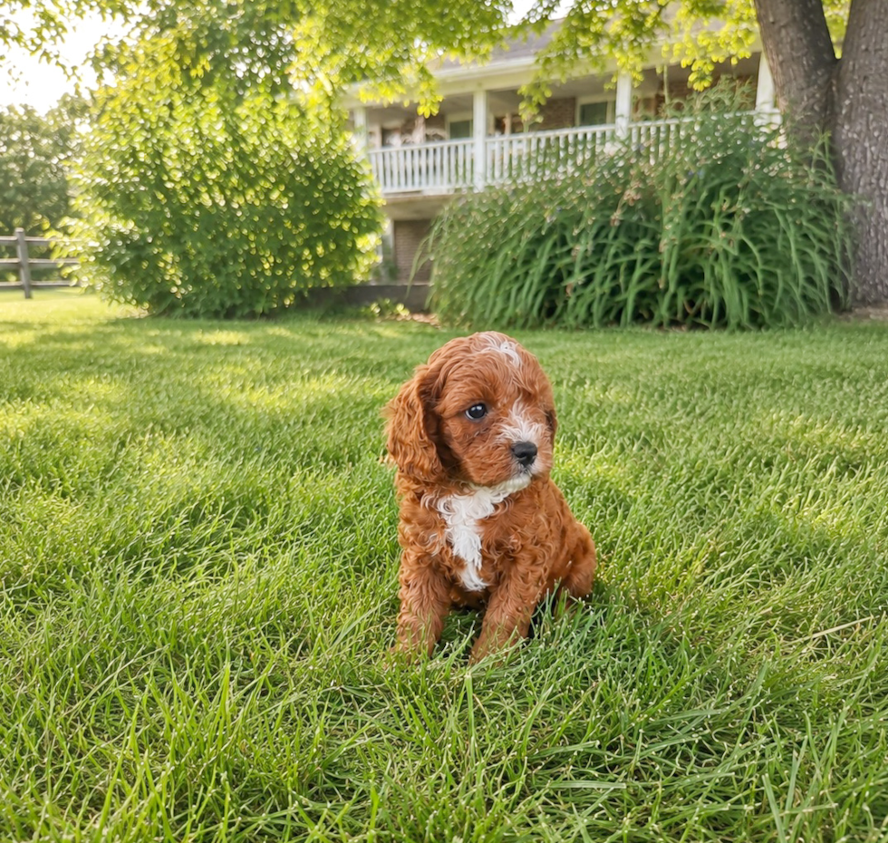 Cute Cavalier King Charles Spaniel and Poodle Mix Poodle Mix Puppy