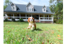 Cavapoo Pup Being Cute