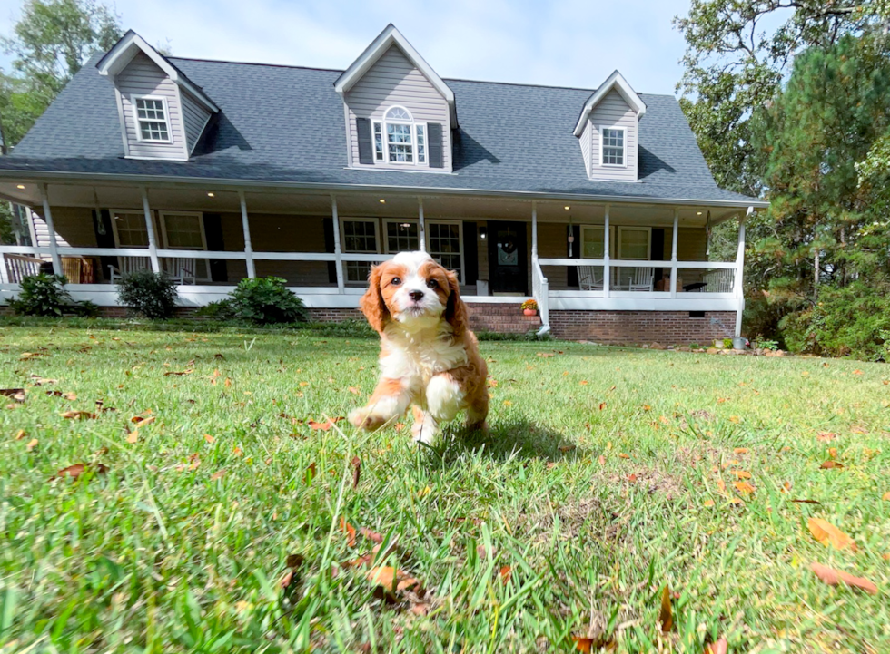Cavapoo Pup Being Cute