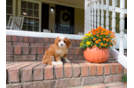 Cavapoo Pup Being Cute