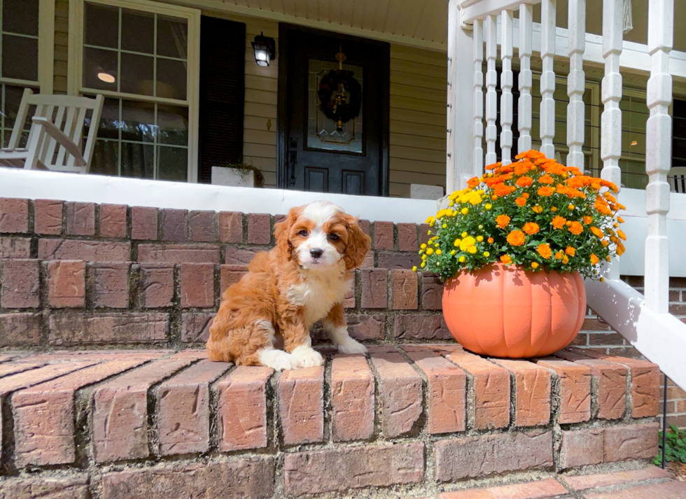 Cavapoo Pup Being Cute